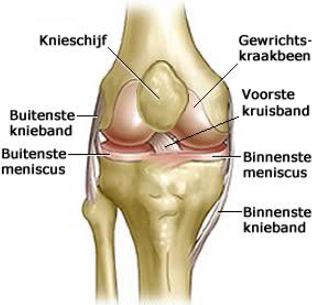 Knie