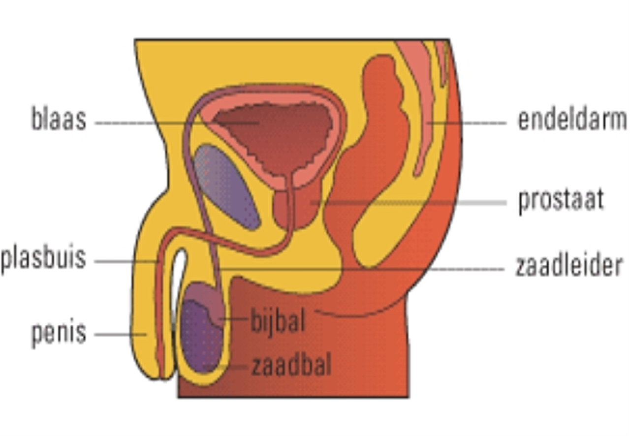 overactieveblaas%20anathomie%20man
