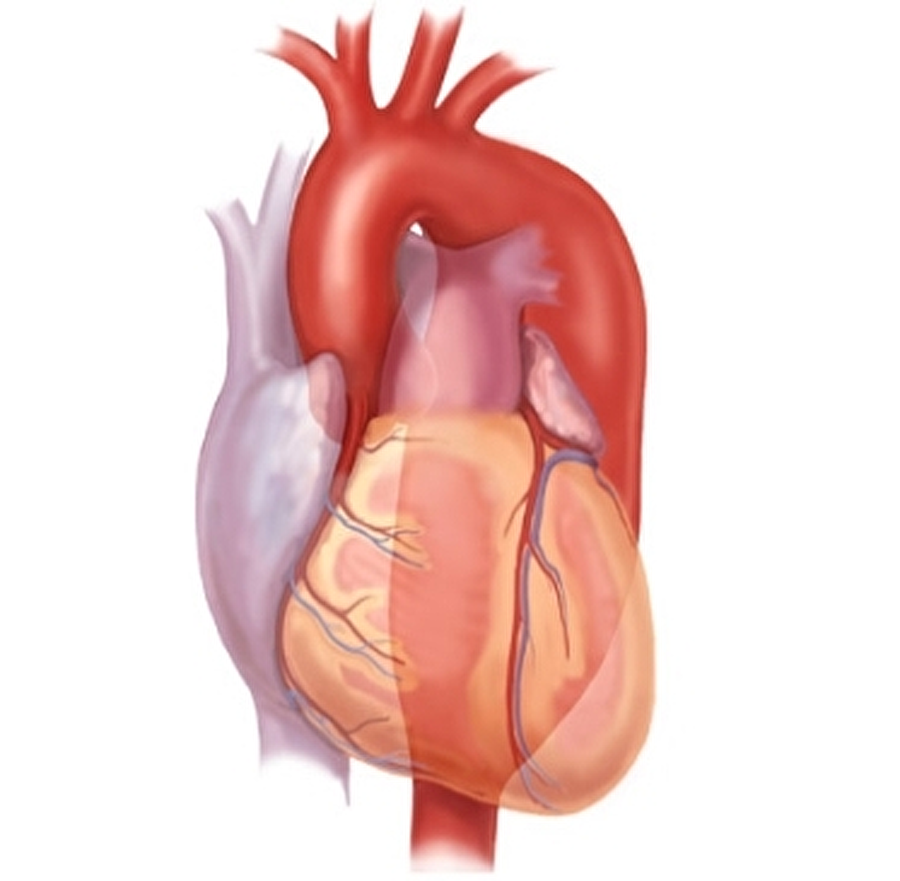 Afbeeldingsresultaten