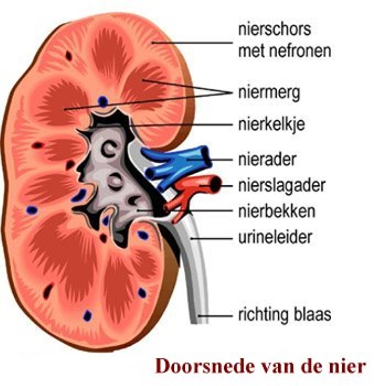 Afbeeldingsresultaat Afbeeldingsresultaat