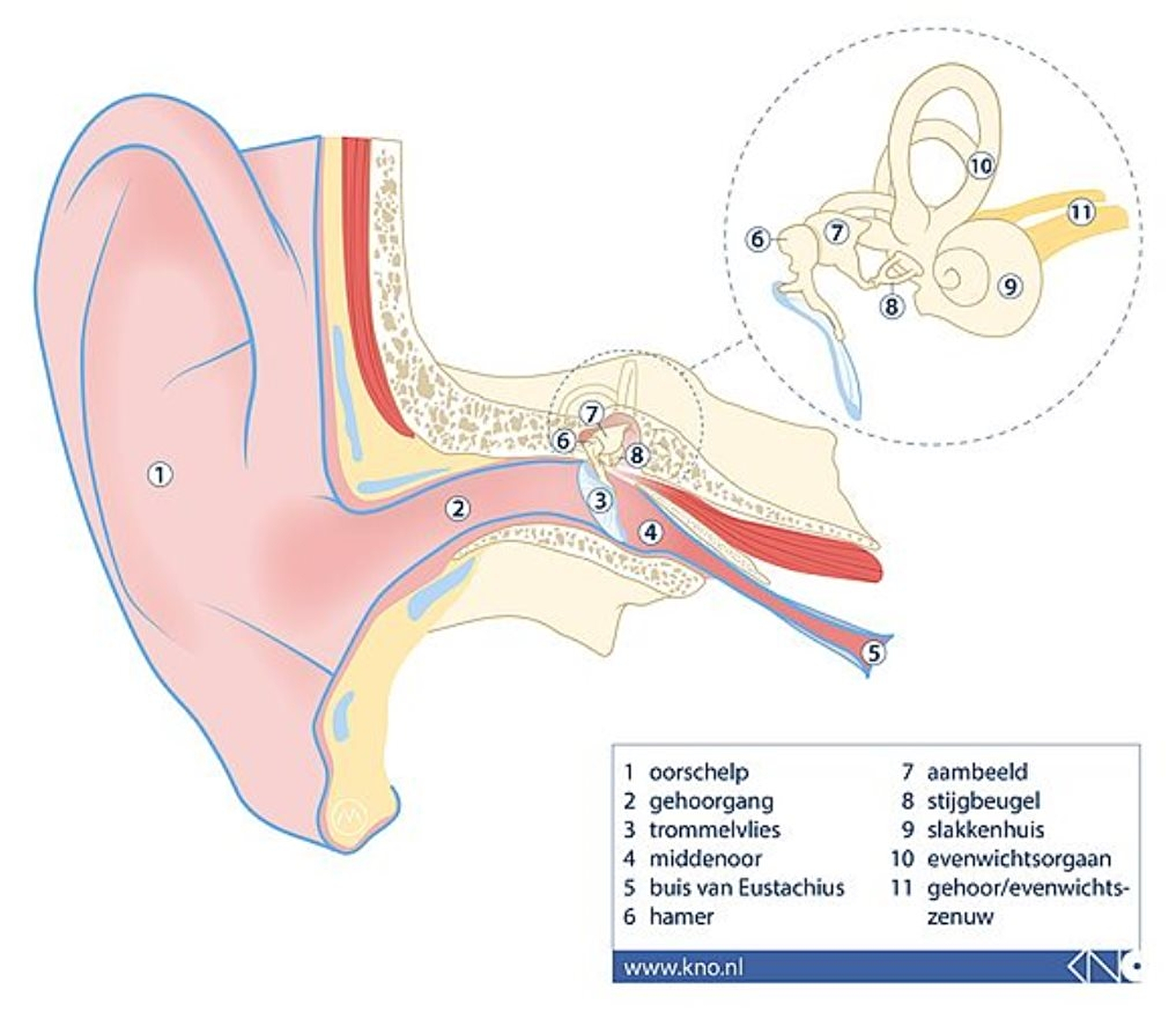 https://www.rivas.nl/fileadmin/_processed_/3/5/csm_Anatomie_van_het_oor_fbf3fc9ea4.jpg