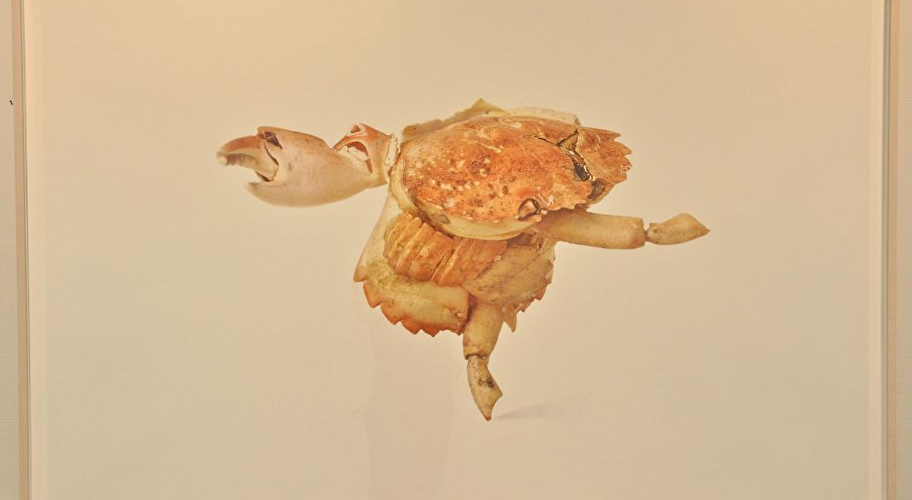 Ebbdancer van Neel Korteweg