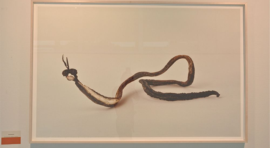 Zeeserpentine van Neel Korteweg